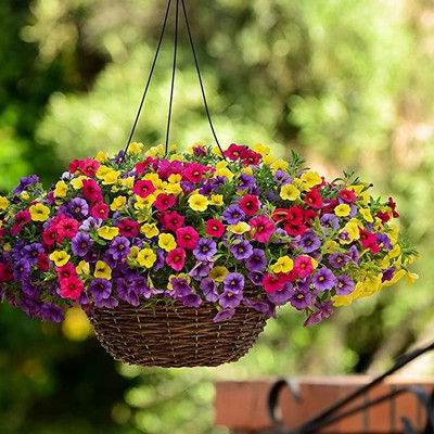Aro Petunia Seed(150 per packet)