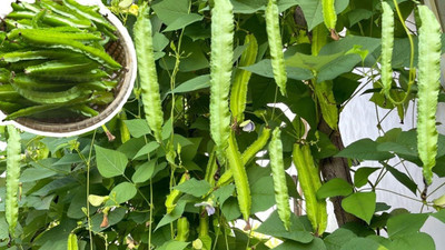 CRGO BEANS Seed(65 per packet)