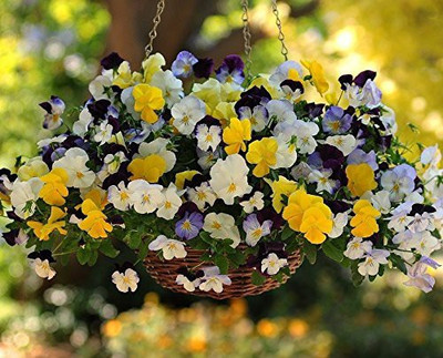 KANAYA Pansy Blue Hybrid Flower Seed(95 per packet)