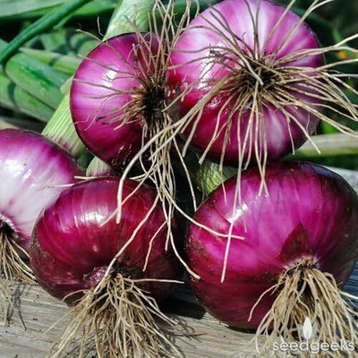 Qualtivate HUA-2A Ruby Red Onion Burgundy Seed(500 per packet)