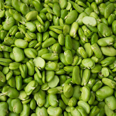 CYBEXIS Organic Broad Bean Vegetable Seeds400 Seeds Seed(400 per packet)