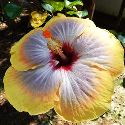 CYBEXIS Garden - Hibiscus Seeds100 Seeds Seed(100 per packet)