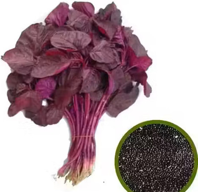 RAINBOWRAGA Organic Red spinach Vegetable Seed For Garden Seed(50 per packet)
