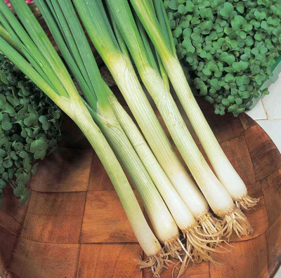 Qualtivate ICRA-9A Salad Onion - White Lisbon Winter Hardy Seed(500 per packet)