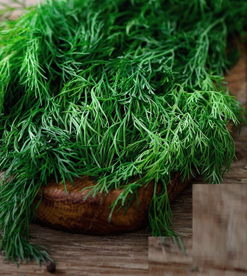 Qualtivate NDIR-246 Dill Fernleaf Seeds Seed(500 per packet)