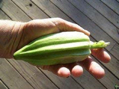 WILLVINE STAR OF DAVID OKRA (Heirloom) F1 Hybrid variety-[50 Seeds] Seed(50 per packet)