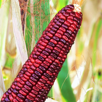WILLVINE SCI -VI Bloody Butcher Corn Seeds -[100g] Seed(400 per packet)