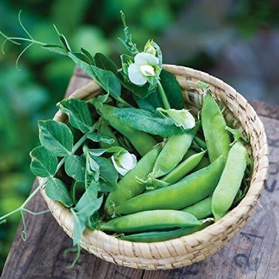 Qualtivate GBPT-9A Snap Pea - Sugar Ann Seed(200 per packet)