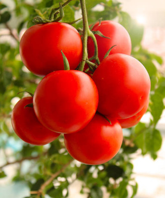 uddeepar retail tomato Seed(35 per packet)