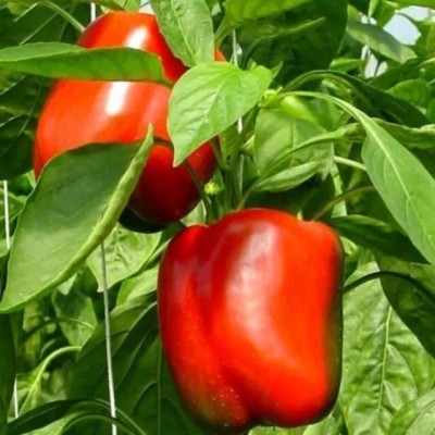 Quentova Shimla Mirch/Capsicum/Bell Pepper-4L-DLX Seed(50 per packet)