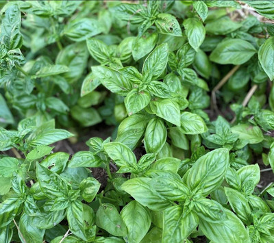 OFKEN Italian Large Leaf Basil Seed(80 per packet)