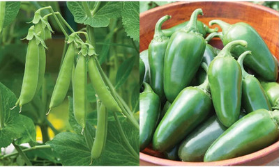 DIVINE CHILLI , PEPPER Seed(500 per packet)