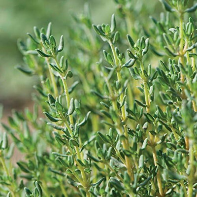 Qualtivate FXL-5AT Thyme(Thymus Vulgaris)Herb Seeds Seed(50 per packet)