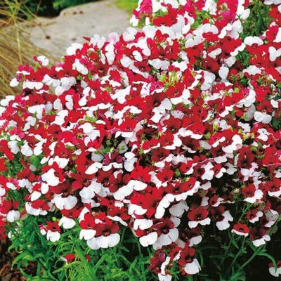 LPR NEMESIA Seed(200 per packet)