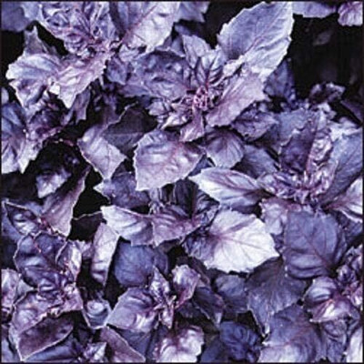 Qualtivate GBPUT-43 Dark Opal Basil(Ocimum basilicum) Seed(1000 per packet)
