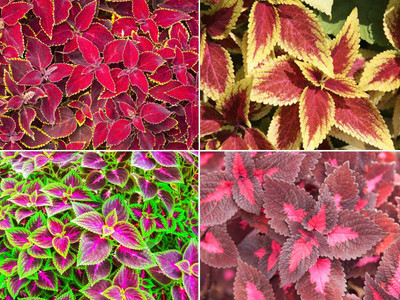Qualtivate ATS-6 Coleus Rainbow Mixed Seeds Seed(100 per packet)