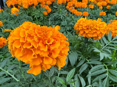 Lorvox marigold/gende ka phool flower seeds Seed(25 per packet)