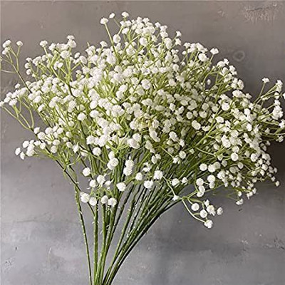 XOLDA Gypsophila flower Seed(15 per packet)