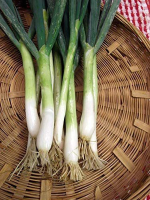 CYBEXIS ATS-50 - White Tokyo Long Bunching Onion - (4500 Seeds) Seed(4500 per packet)