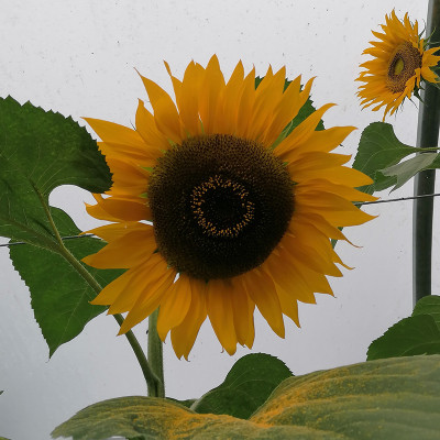 XOLDA Exotic sunflower Seed(49 per packet)