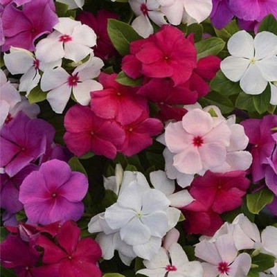 Quentova Vinca little series mix color Dwarf-VDI-22V Seed(50 per packet)