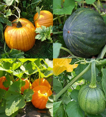 ibains Yellow pumpkin seeds for home gardening beez 24 Seed(24 per packet)
