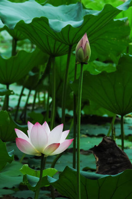 SHREENATHJI SEEDS FARM lotus,kamal seeds Seed(11 per packet)