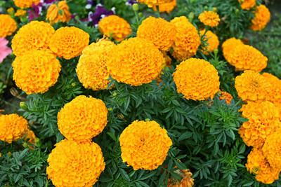 amkdseeds marigold/gende ka phool flower seeds Seed(75 per packet)