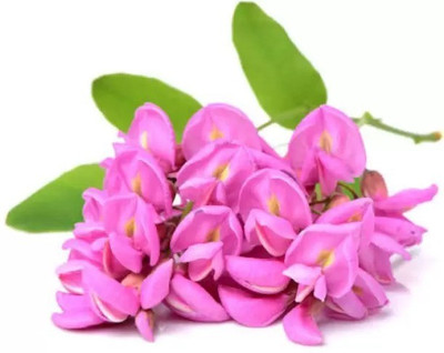Aro Sweet pea Seed(30 per packet)