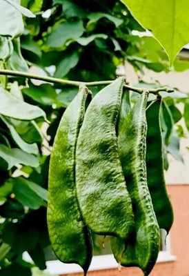 DEYS AGRO ™ dolichos beans seeds,sem fali seeds f1 hybrid Seed(23 per packet)