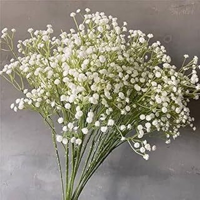 Infinteseeds Gypsophila: Cloud of Grace for Your Terrace Garden Seed(50 per packet)