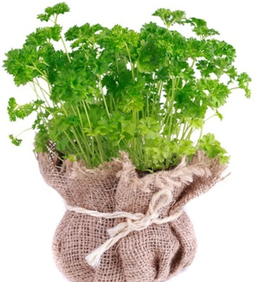 Quentova Leaf parsley - Moss Curled-PUAS-4D Seed(100 per packet)