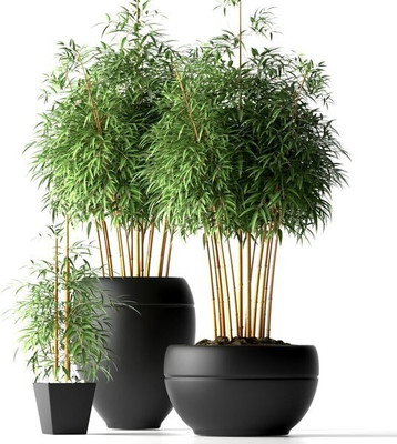 Pbevergreen Bamboo Plant Seed(60 per packet)