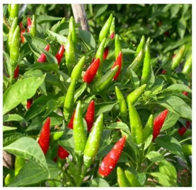 DHENU PRASAD Hybrid chilli (mirch) Seed(1870 per packet)