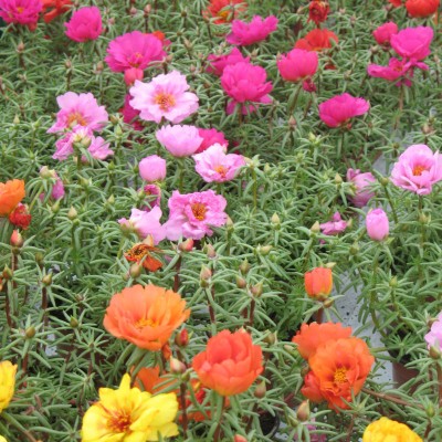 Quentova PORTULACA GRANDIFLORA FLOWER-VIC-22W Seed(50 per packet)