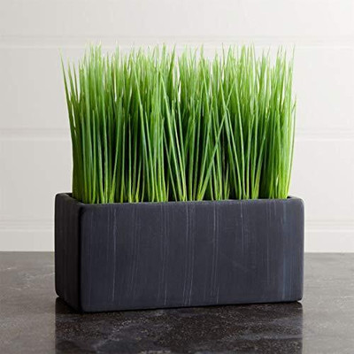 KNESSiN Triticum Aestivum Cat Grass - Wheatgrass Microgreens[2000 Seeds] Seed(2000 per packet)