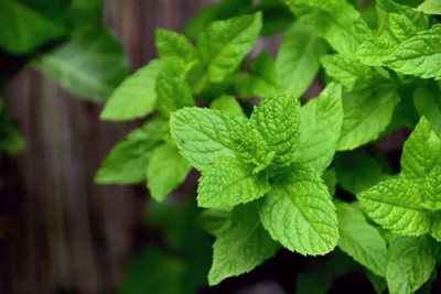 Quentova PEPPERMINT HERB-DLX-10X Seed(250 per packet)