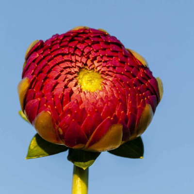 WILLVINE NDIR-371 October Sky Large Flowering Dahlia Mix Seed(50 per packet)