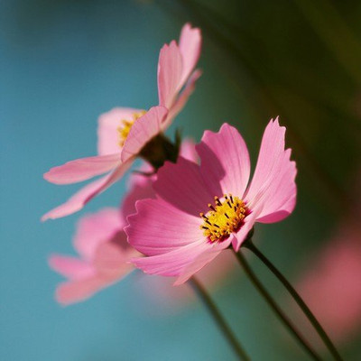 Aywal Cosmos - Double Click Mixed - High Germination Seed(1 g)