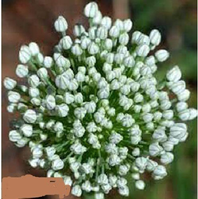 Qualtivate RES-6A HYBRID F1 HYBRID ONION SEEDS Seed(500 per packet)