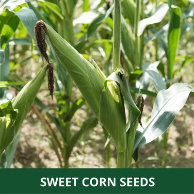 WILLVINE GOI -XI Nk 30 Corn Seeds-[25g] Seed(100 per packet)