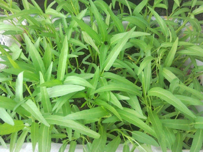 NeLeSa Gardening Water Spinach Seed(100 per packet)