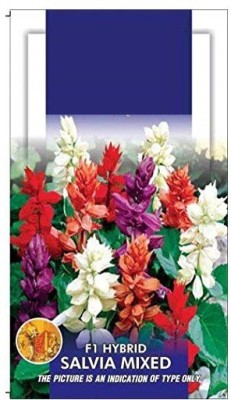 CYBEXIS Flowers - Salvia Seascape Mixed Seed(50 per packet)