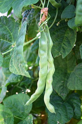 AFARTIOBINA 83 Pc Beans Seeds Seed(83 per packet)