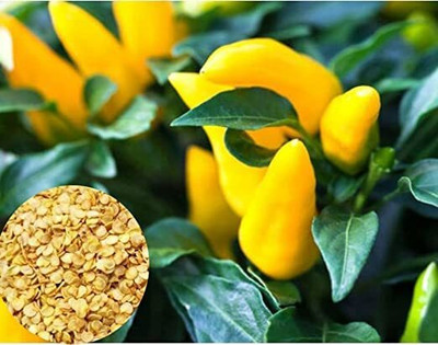 Lorvox Ornamental Chilly (Capsicum) Choice Flower Seed(80 per packet)