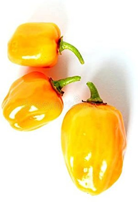 WILLVINE KGF -X Hybrid Devils Tongue Yellow Chilli[25gm, 5000 Seeds] Seed(5000 per packet)