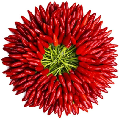 CYBEXIS Plant Red Chili Seeds600 Seeds Seed(600 per packet)
