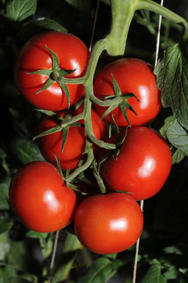 Kodali Hybrid F1 Tomato Seeds Pack Of 72 Seed(72 per packet)