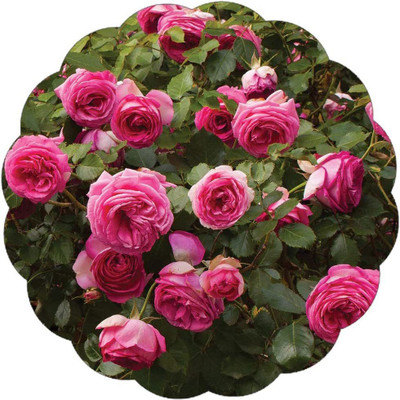 CYBEXIS TLX-7 - Pink Eden Climbing Rose - (100 Seeds) Seed(100 per packet)