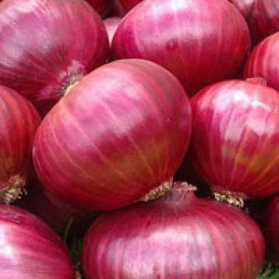 VibeX ® XXL-1139 Red Onion Vegetable Seed(1000 per packet)
